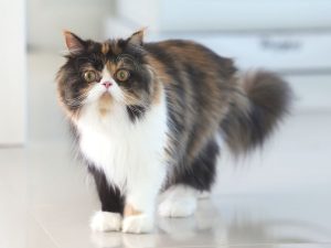 Persian cats are more prone to developing feline basal cell carcinoma