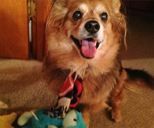 Pet Hero Gizmo Pomeranian Mix is a survivor or dog cancer and is playing with new toys
