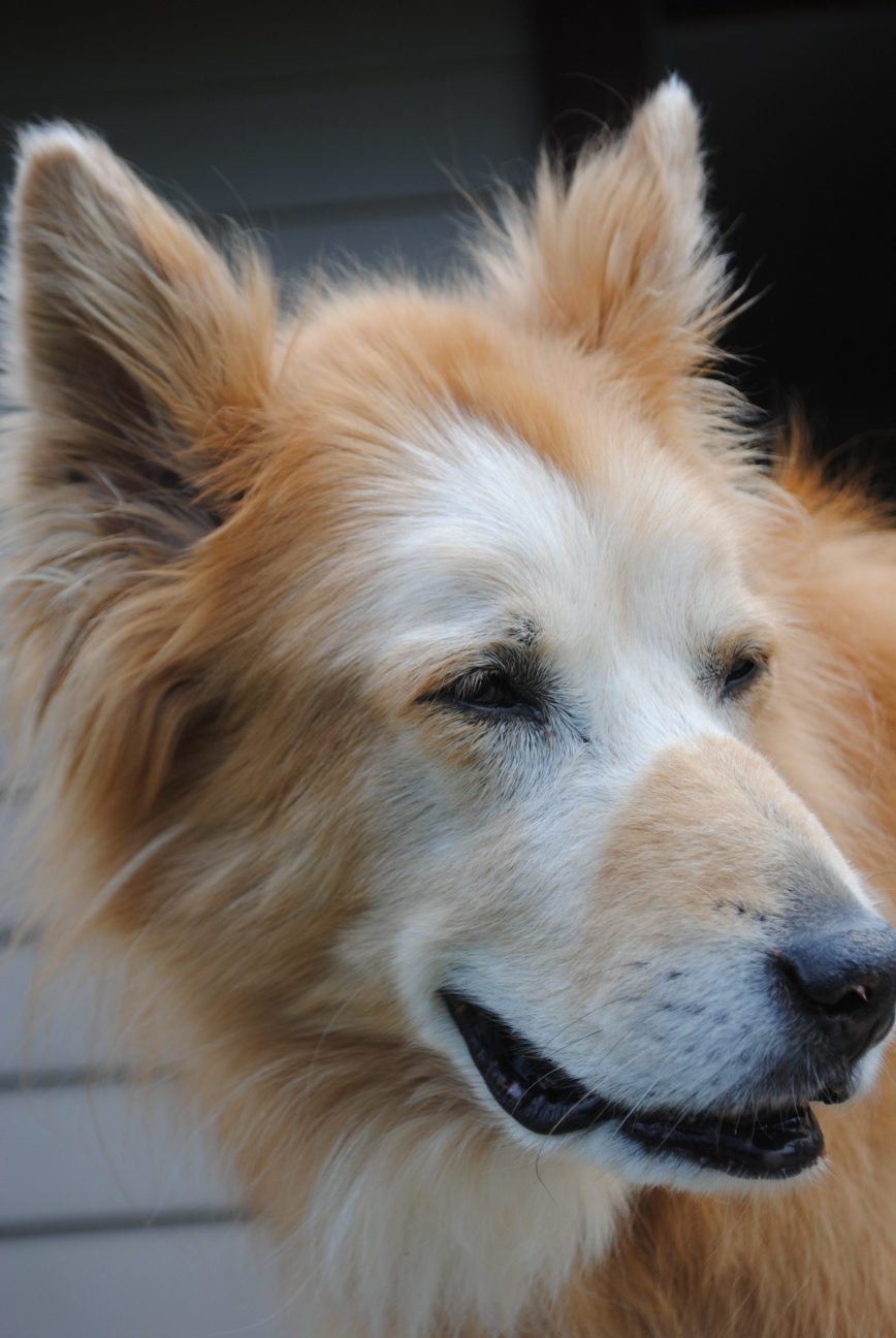 Pet dog hero Karma After SRS Treatment