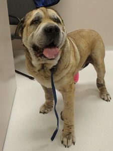 PetCure Oncology Pet Hero Rufus