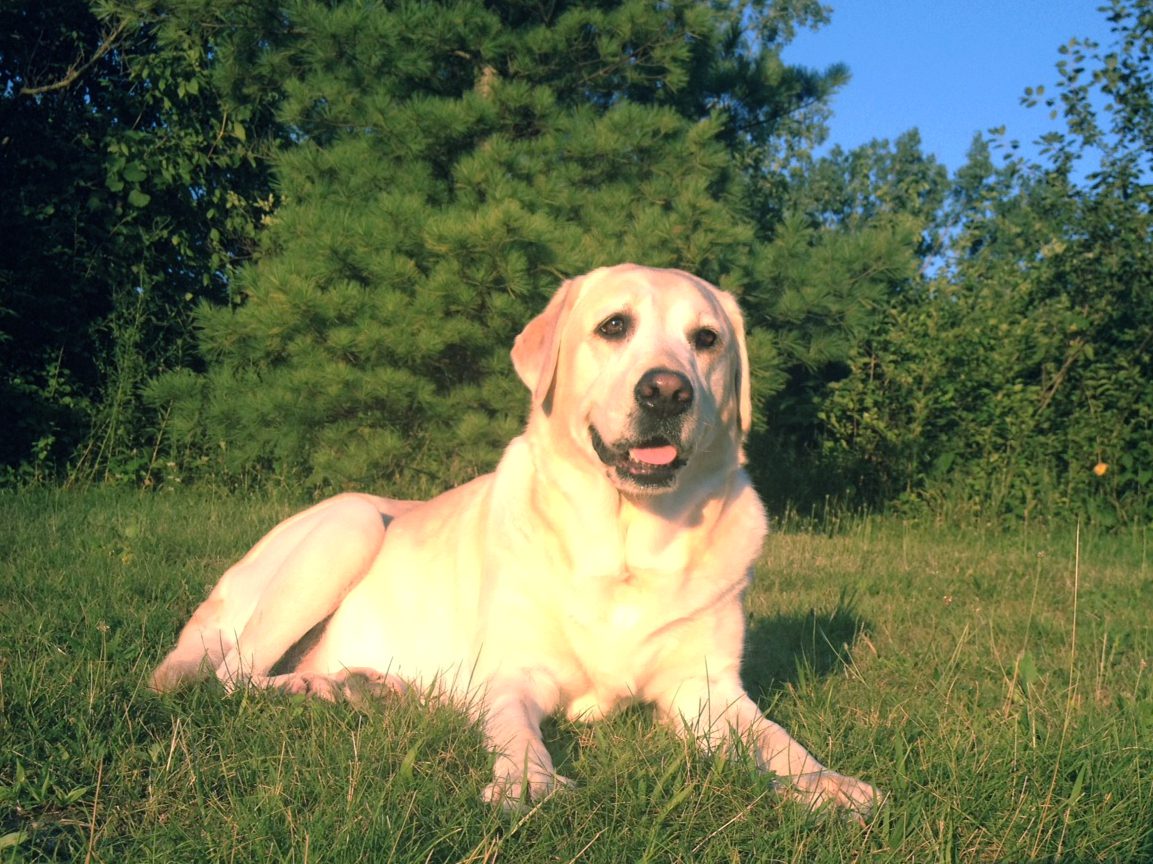 PetCure Pet Hero Sundance, yellow labrador