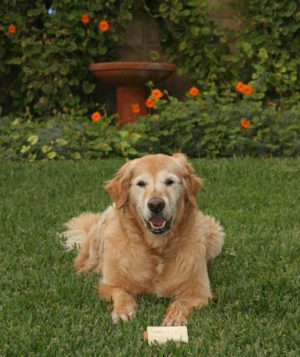 Keeping your pet safe during the summer heat.