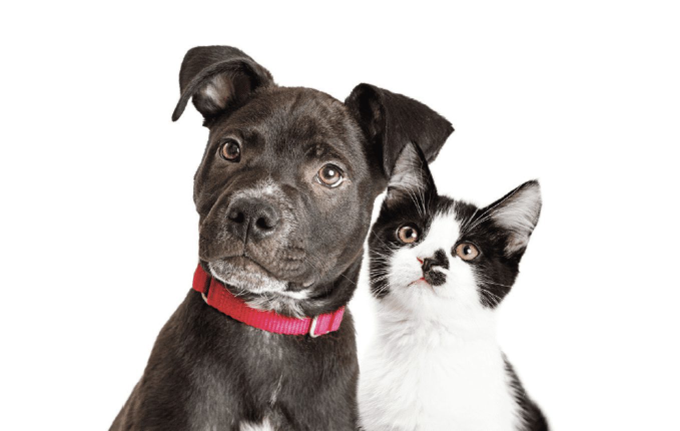 Read our blog to learn more about cats and dogs who have been treated for cancer