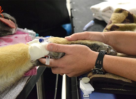 PetCure Radiation Therapist Amy holding patient's paw