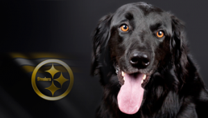 PetCure-Oncology-Pittsburgh-ft