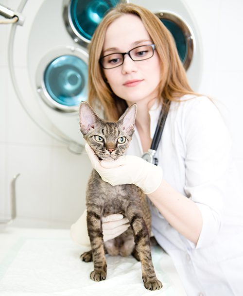Female veterinarian wearing glasses examines a devon rex cat