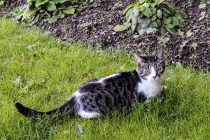 PetCure Oncology Cat in Pet Friendly Garden
