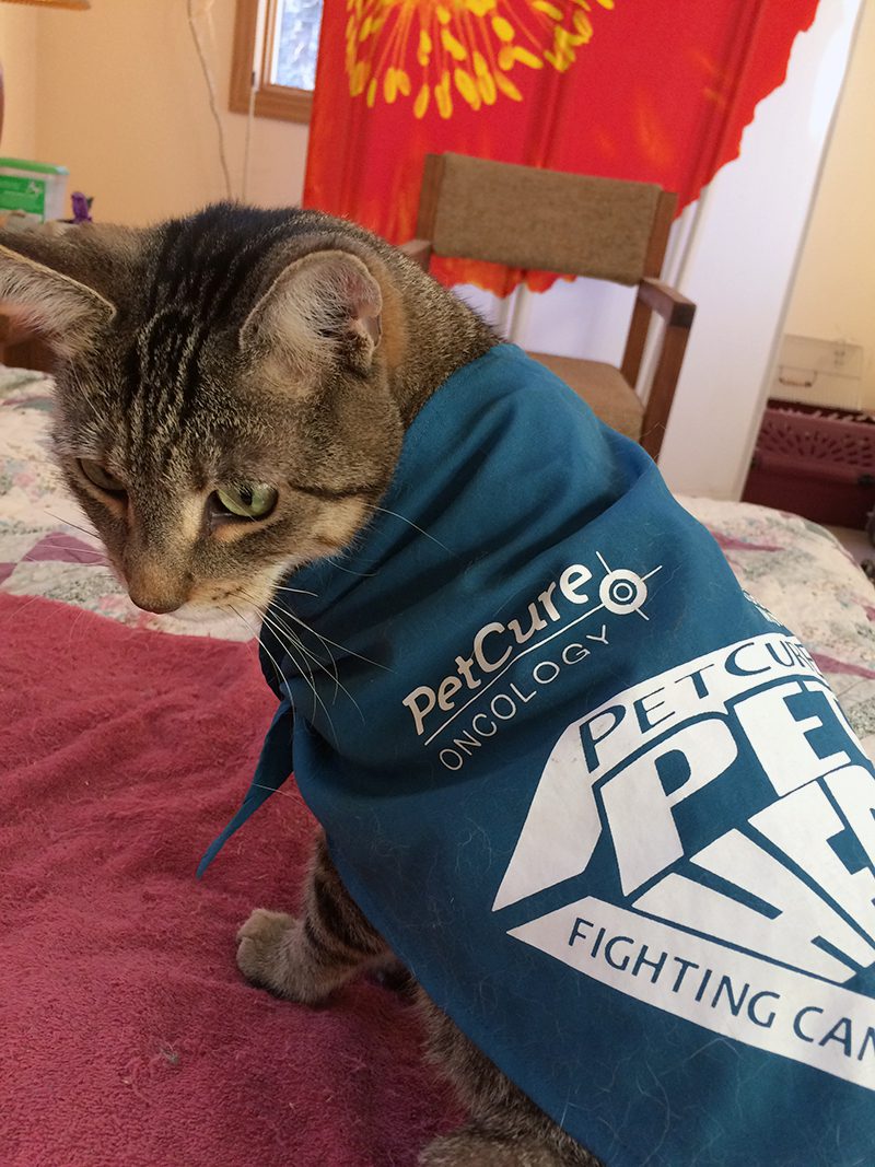 PetCure Dylan Wearing Pet Hero cape