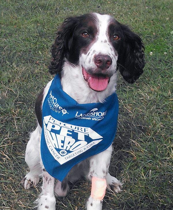 PetCure Pet Hero Otto shaggy dog wearing blue pet hero bandana