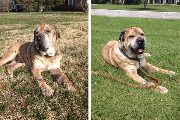 Pet Hero Rufus 18 months after SRS for osteosarcoma