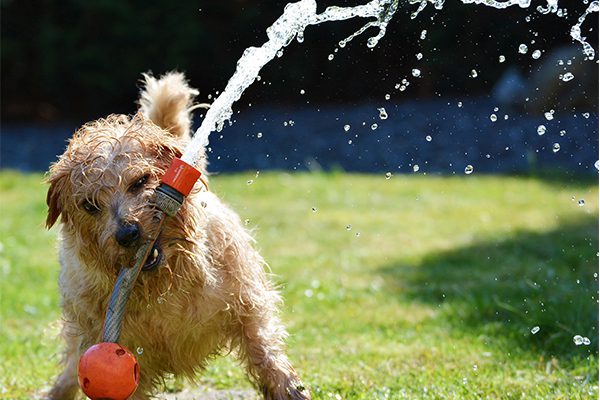 Dog Playing With Water Hose in Summer