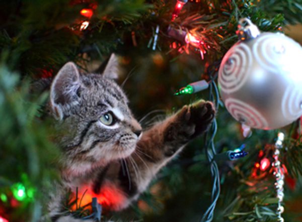 Cat plays with ornament - keep your pet safe this holiday season
