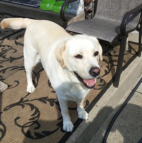 Pet Hero Beau Relaxing in the Sun