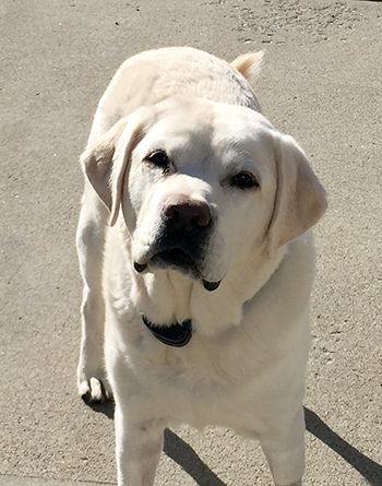 labrador cooper after cancer treatment