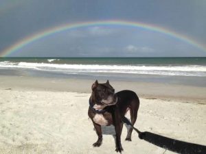 Spartacus Pet Hero PetCure Cancer Survivor Rainbow