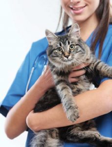 Learn About Cancer in Cats PetCure Oncology