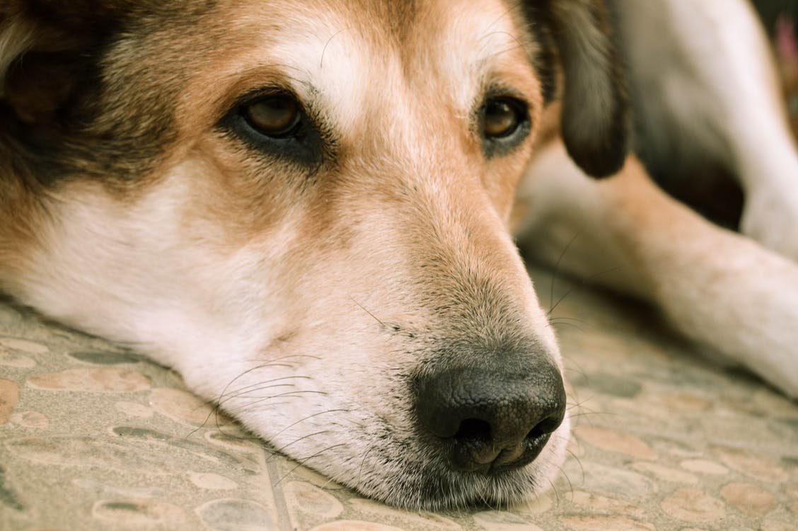 Sad dog in pain cancer laying his head on the floor