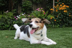 Dog healthy four months after SRS cancer treatment
