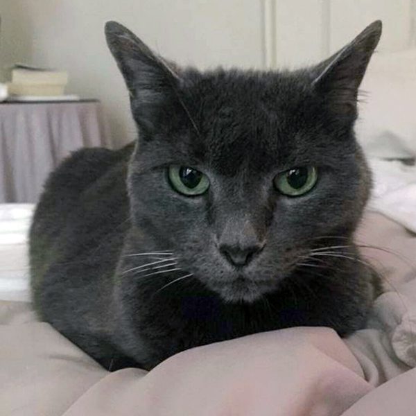 PetCure Pet Hero Samantha Eggleton is a gorgeous gray cat with green eyes who survived cat cancer
