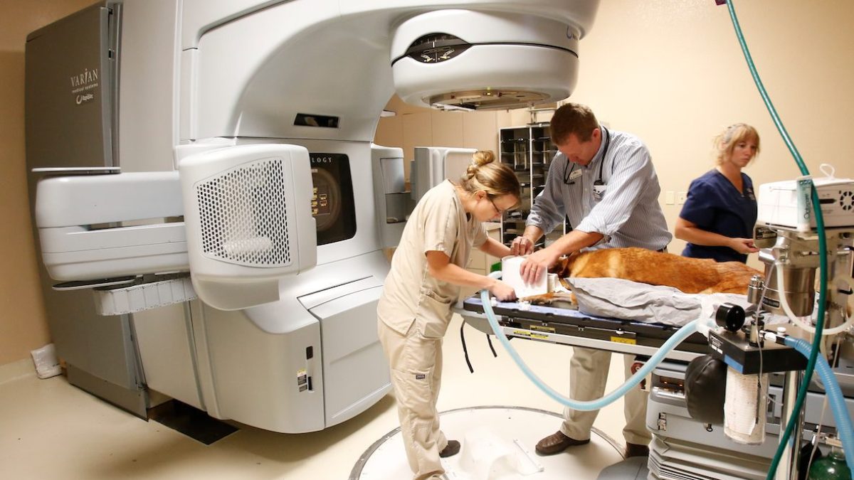 【裁断済み】VETERINARY ONCOLOGY No.43 44 46 47 裁断済み】VETERINARY ONCOLOGY No.43 44 46 47 裁断済み】VETERINARY