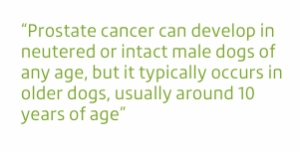 Dogs and Prostate Cancer