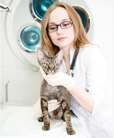 Veterinary Technician examining a devon rex cat
