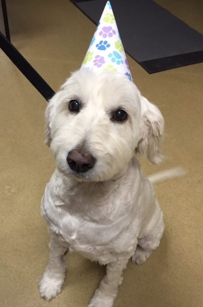 Bella's Christmas Birthday party - Bella the Dog 10th birthday after surviving pet cancer