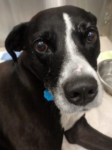 Pet Hero Sydney Dog Cancer
