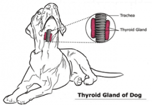 where is the thyroid gland located in a dog