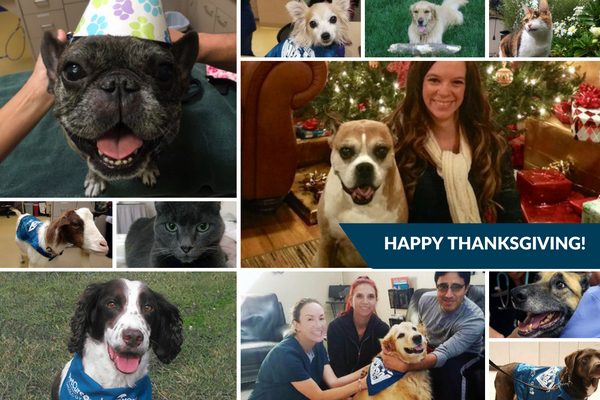 thanksgiving collage of pet heroes