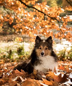 Collie dog enjoying fall leaves