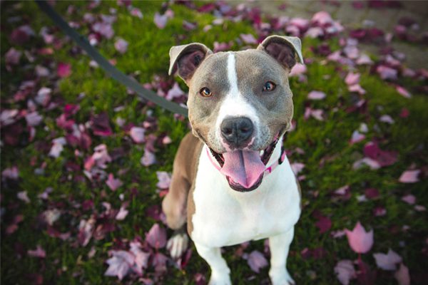 Pit bull on the grass with pretty red fall leaves