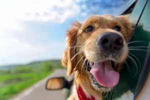 golden retriever in car