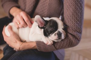 how do you know if your dog is in pain