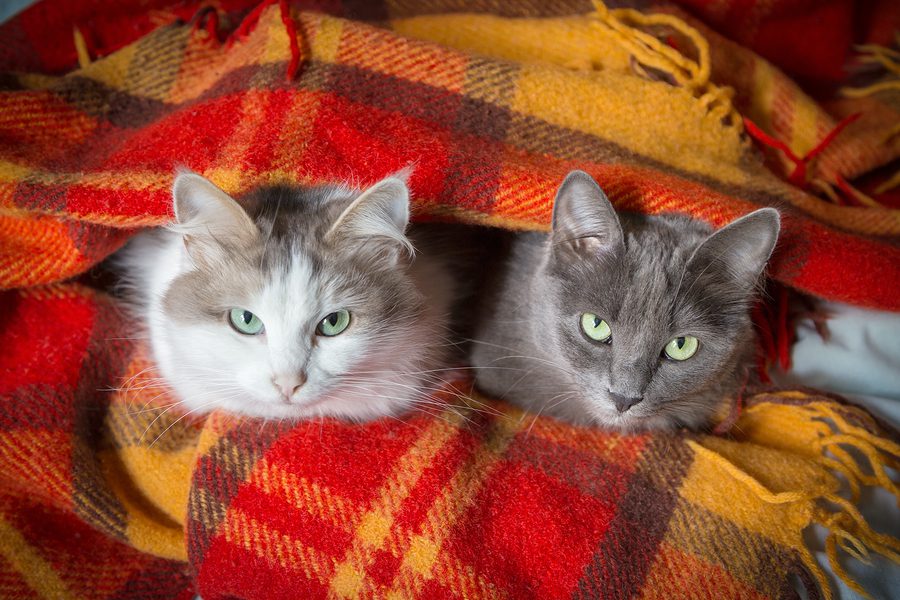 two cats sitting under orange plaid and looking to camera