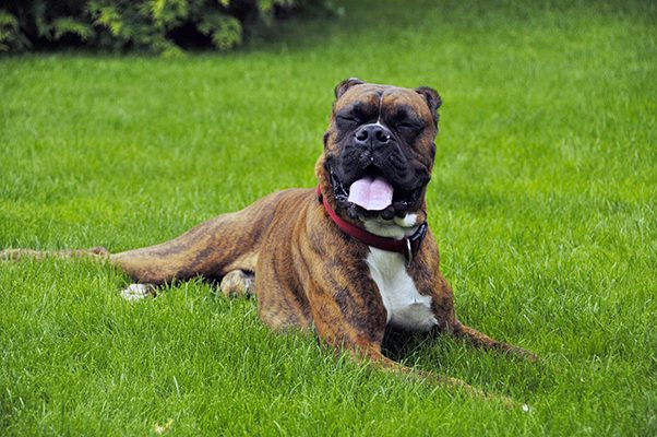 Boxer dog laying in the grass with tongue out