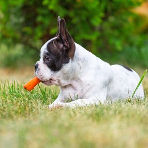 dog eating carrot