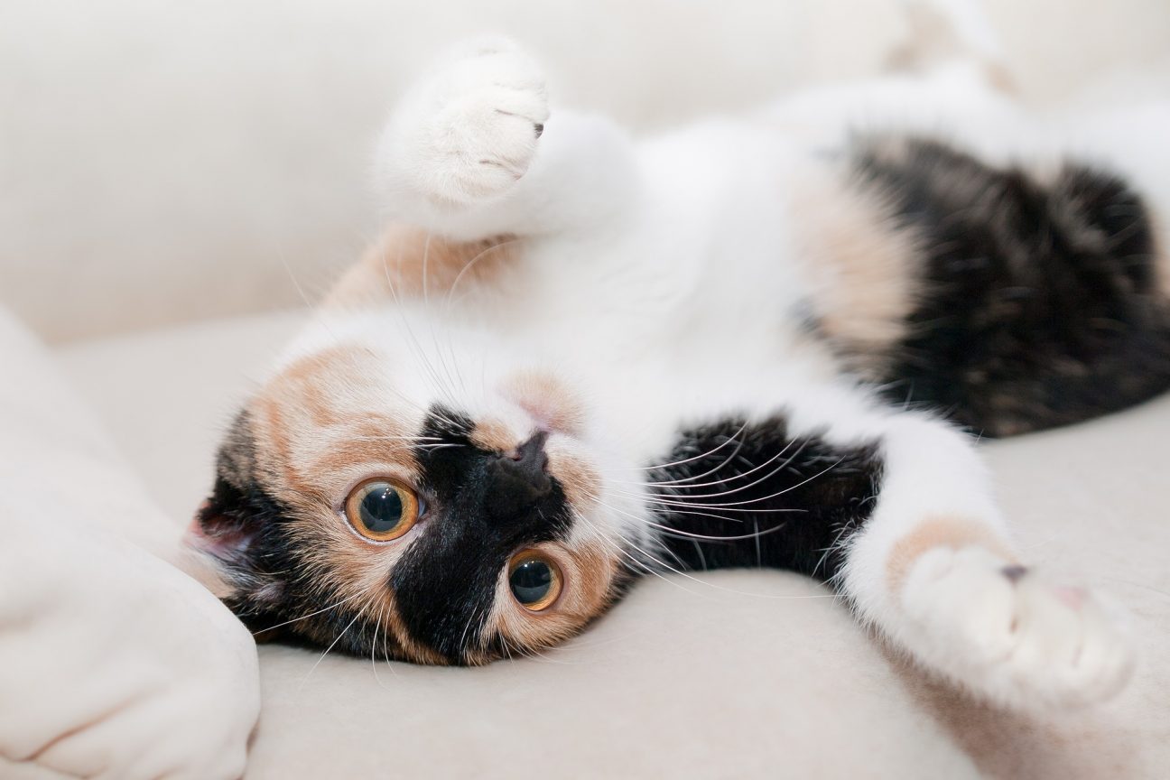 Playful calico cat with orange eyes and laying on her back ready to play