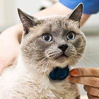 cat being examined by veterinarian