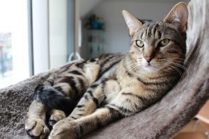 can cats survive mouth cancer