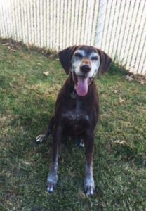 Cosmo a dog with a brain tumor who was treated at PetCure Oncology