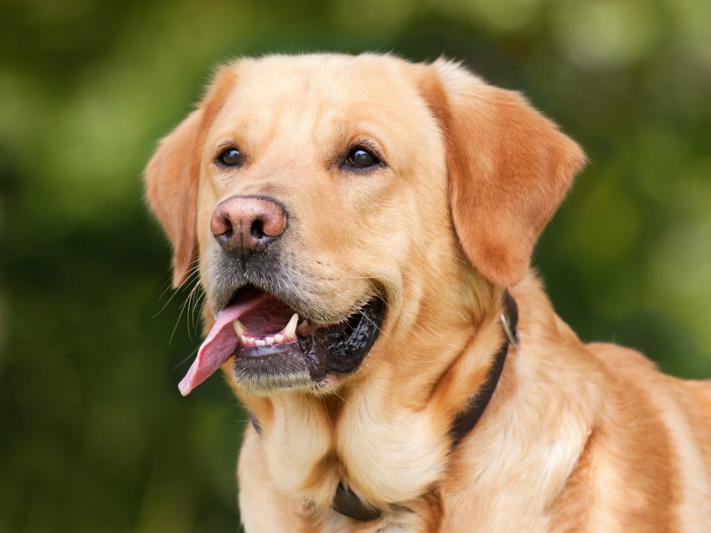 Different types store of yellow labs