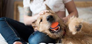 happy dog laying down with ball in mouth