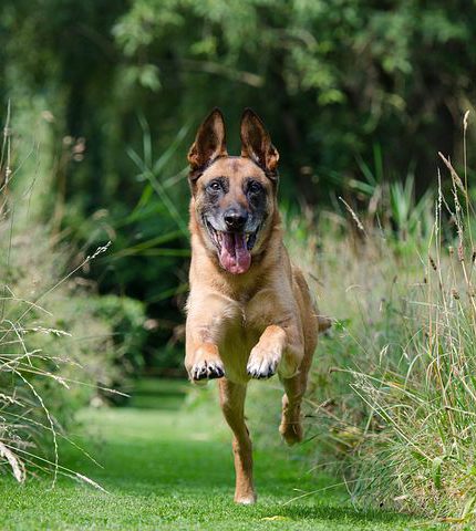 Dog running happily