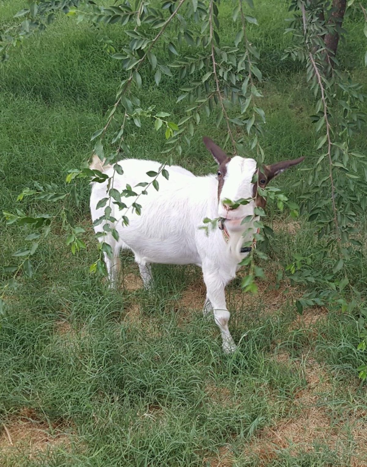 goat-cancer-survivor-1200x1528.jpg