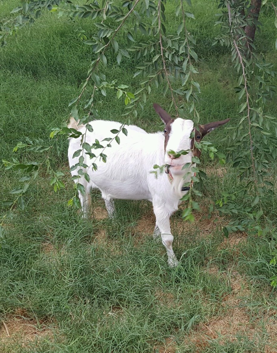 grandma the goat after cancer treatment grazing