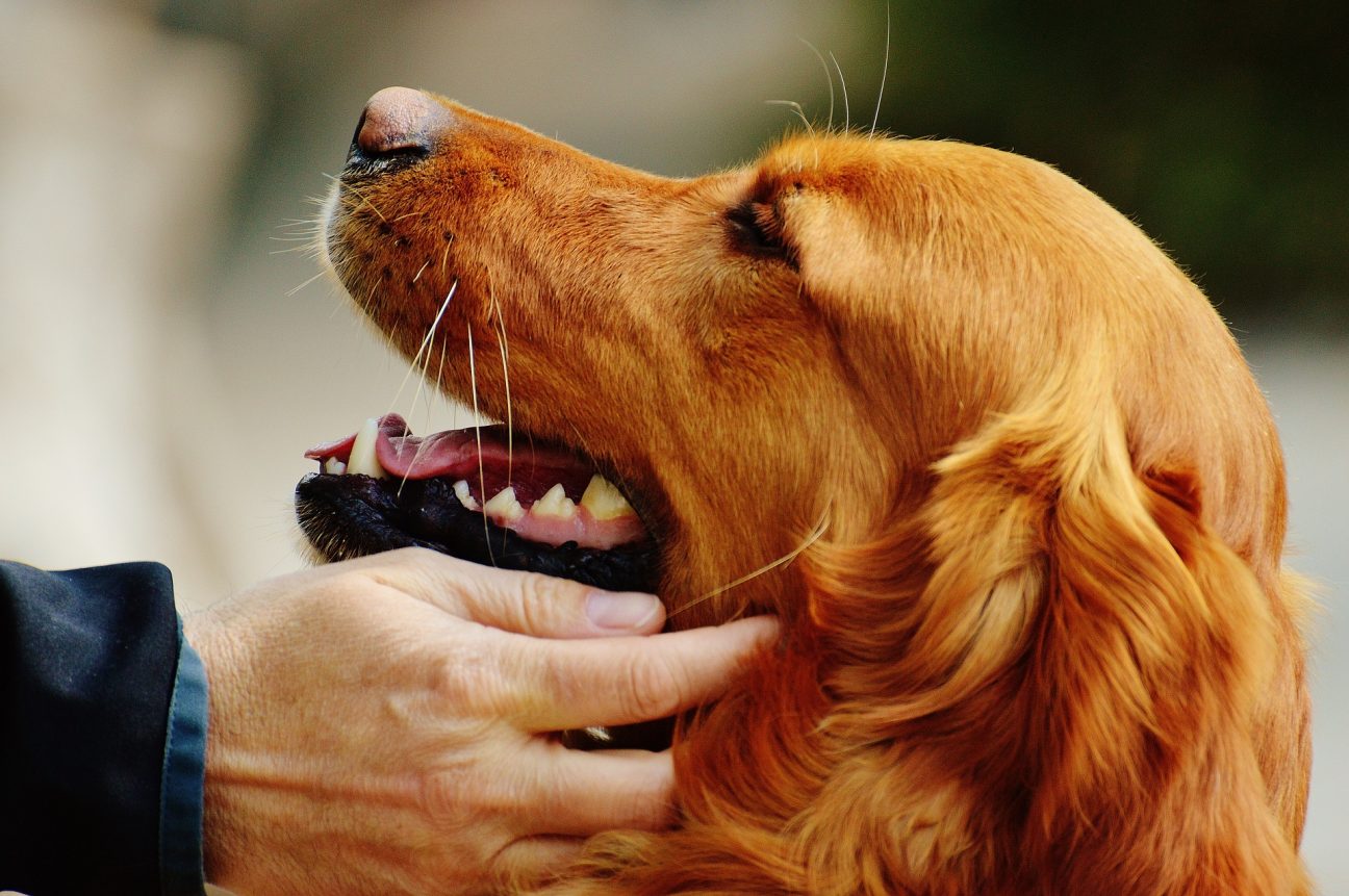 golden-retriever-pet-owner profile view of dog's head