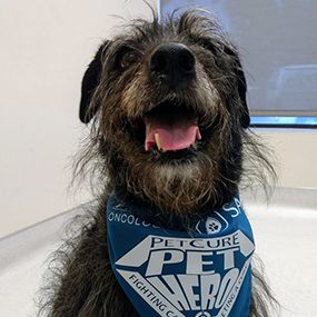 Griffy, the determined Terrier Mix