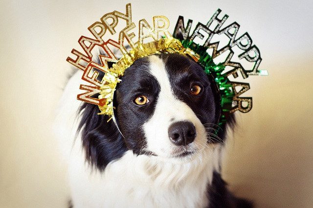 happy new year dog celebrating new years after having pet cancer