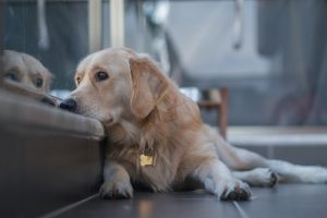 what are signs your dog has cancer